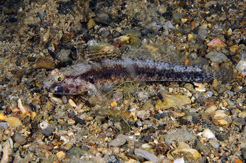 Gobius couchi da Livorno